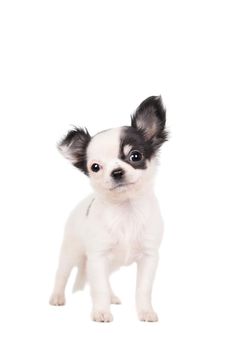 Long-haired white chihuahua dog on a white background