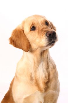 Golden retriever isolated in front of a white background