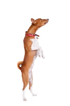 Basenji dog, 2 years old, isolated on white background