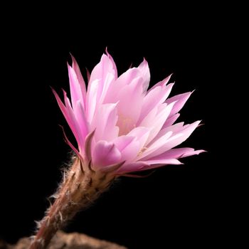 Echinopsis subdenudata flower isolated on black background. Commonly called Domino Cactus or Easter Lily Cactus