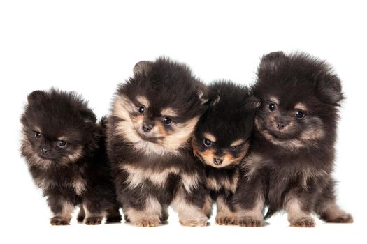 Funny Pomeranian Puppies, 2 mounth, group on a white background