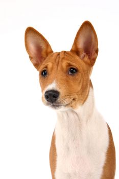 Little Basenji puppy, 2 month, on the white background