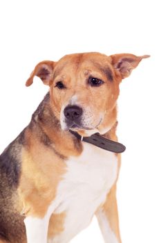 Mixed breed dog, half russian hound and Pit bull isolated on the white background