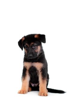 German shepherd puppy isolated on white background