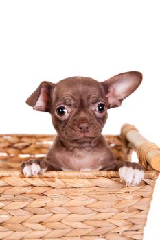 Chocolate Chihuahua puppy the age of 1 month isolated on white