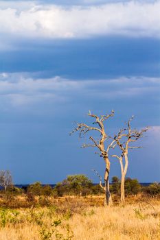 Satara area in before rain