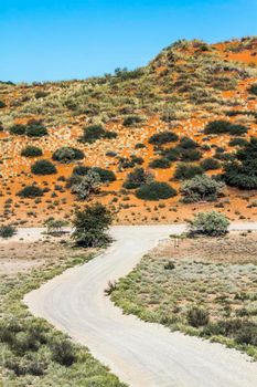 Safari road and red dune in Kgalagadi transfrontier park, South Africa