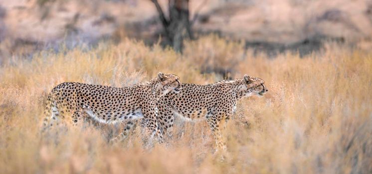 Cheetah walking side view in dry land in Kgalagadi transfrontier park, South Africa ; Specie Acinonyx jubatus family of Felidae