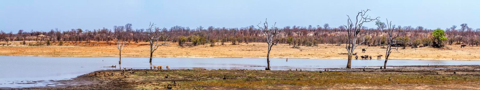 common impala;african buffalo;chacma baboon;