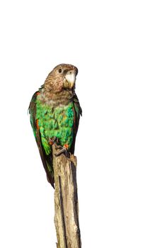 Cape Parrot in Kruger National park, South Africa ; Specie Poicephalus robustus family of Psittacidae