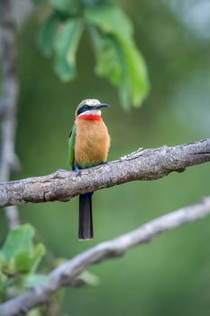 White fronted Bee eater standing on a branch in Kruger National park, South Africa ; Specie Merops bullockoides family of Meropidae