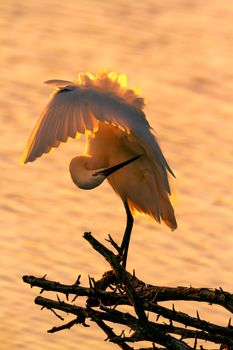 Little egret preening in backlit in Kruger National park, South Africa ; Specie Egretta garzetta family of Ardeidae 