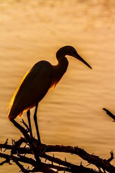 Little egret in Kruger National park, South Africa ; Specie Egretta garzetta family of Ardeidae 