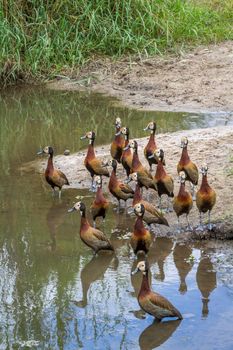 Small group of White faced Whistling-Duck on riverside in Kruger National park, South Africa ; Specie Dendrocygna viduata family of Anatidae