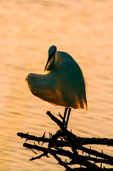 Little egret preening in backlit in Kruger National park, South Africa ; Specie Egretta garzetta family of Ardeidae 