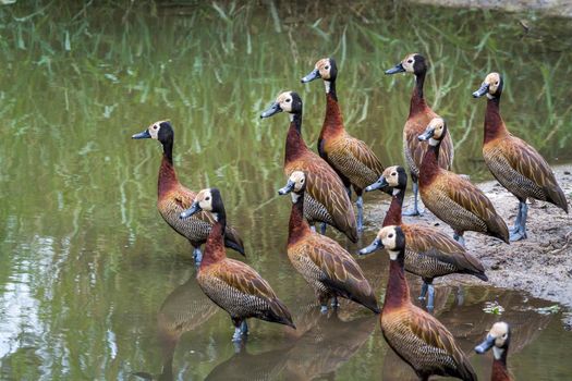 Small group of White faced Whistling-Duck on riverside in Kruger National park, South Africa ; Specie Dendrocygna viduata family of Anatidae