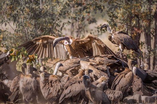 Group of White backed Vultures scavenging a giraffe's carcass in Kruger National park, South Africa ; Specie Gyps africanus family of Accipitridae