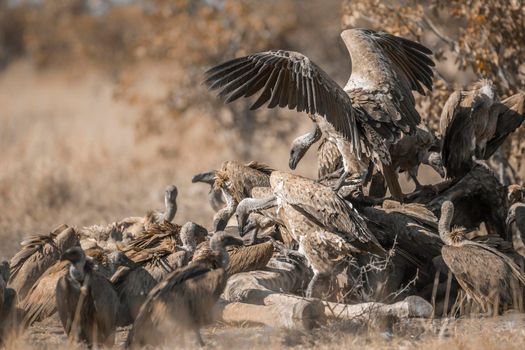 Group of White backed Vultures fighting on giraffe's carcass in Kruger National park, South Africa ; Specie Gyps africanus family of Accipitridae