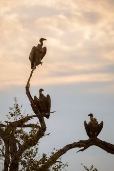 Three White backed Vulture perched in dead branch at dawn in Kruger National park, South Africa ; Specie Gyps africanus family of Accipitridae
