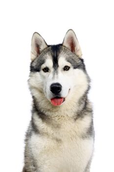 Siberian Husky isolated on the white background