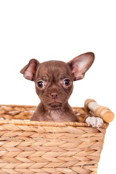 Chocolate Chihuahua puppy the age of 1 month isolated on white