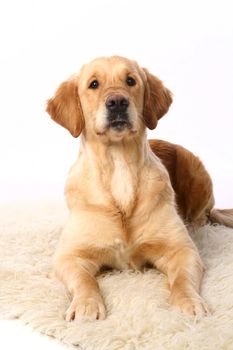 Golden retriever isolated in front of a white background