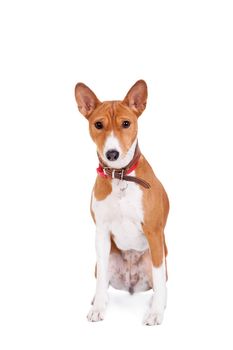 Basenji dog, 2 years old, isolated on white background