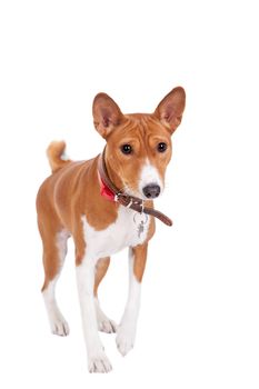 Basenji dog, 2 years old, isolated on white background