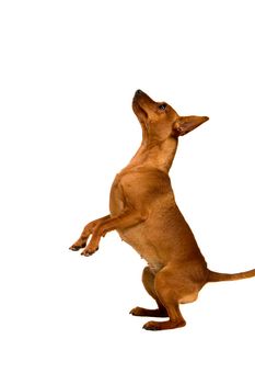 Dwarfish pinscher costs. Isolation on the white background