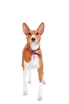 Basenji dog, 2 years old, isolated on white background