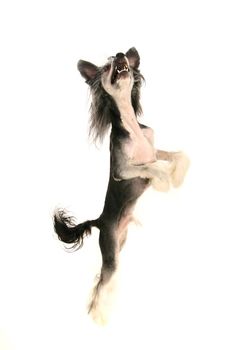 Chinese Crested Dog - Hairless on the white background