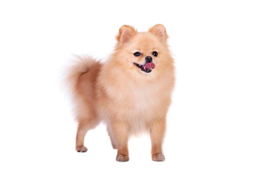 Pomeranian Spitz dog. Portrait on a white background