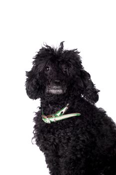 Black poodle dog isolated on white background