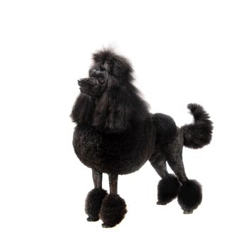 Black Royal poodle isolated on the white background