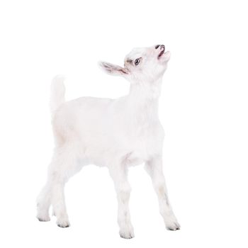 Little white goatling isolated on white background