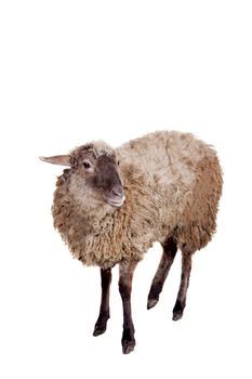 Funny sheep isolated on the white background