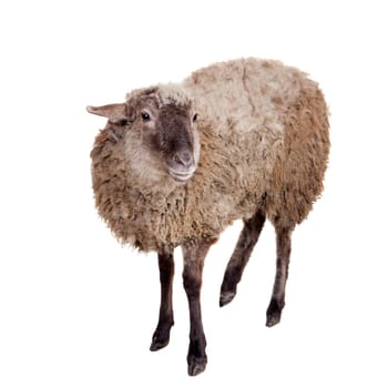 Funny sheep isolated on the white background