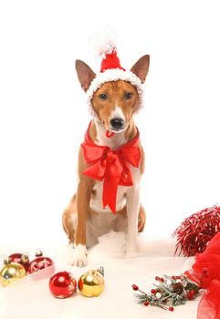 Basenji sitting with christmass-tree decorations, isolated on white