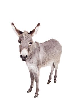 Pretty Donkey isolated on the white background