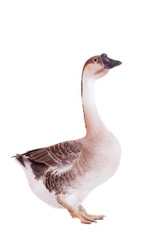 Brown domestic goose isolated on a white background