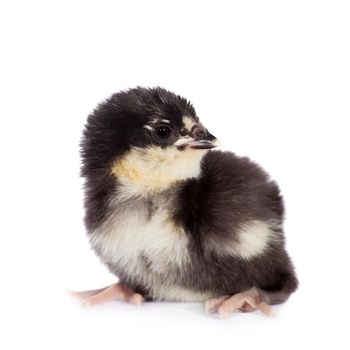 Small black chick isolated on white background