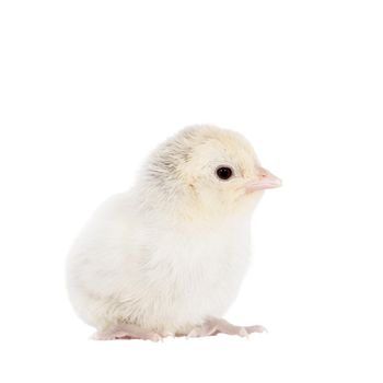 Cute little chicken isolated on white background