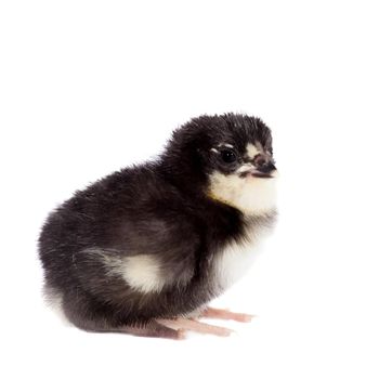 Small black chick isolated on white background