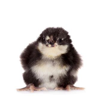 Small black chick isolated on white background