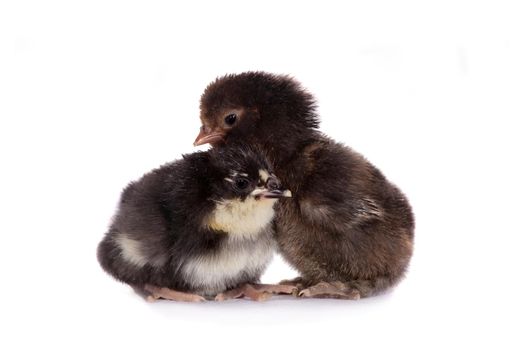 Three little chickens of different colors on the white background