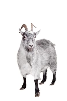 Portrait Of Goat Isolated On White Background