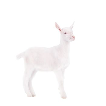 Little white goatling isolated on white background