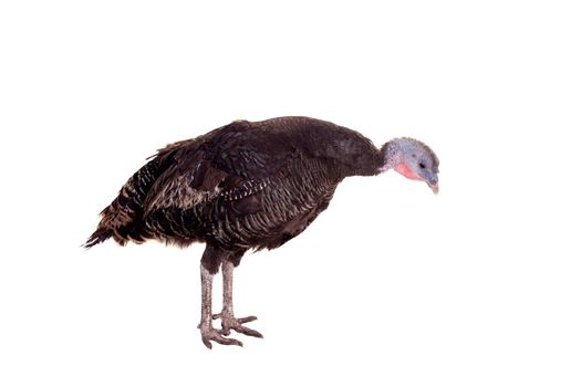 Turkey hen isolated on the white background