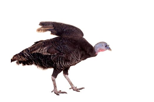 Turkey hen isolated on the white background