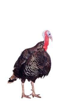 Turkey male isolated on the white background